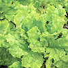 Lettuce Australian Yellow Leaf 